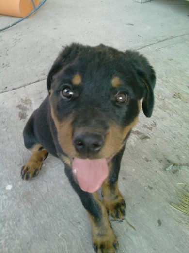 duke a los 5 meses